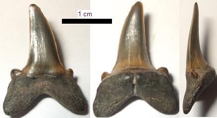 Lateral tooth from 3 points of view