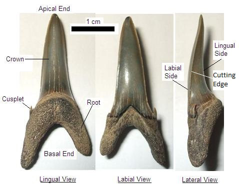 Shark tooth terminology