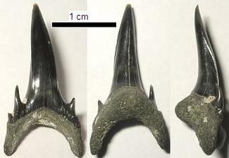 P.rutoti anterior tooth from 3 points of view