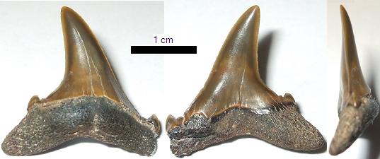 C.hopei lateral tooth from 3 points of view