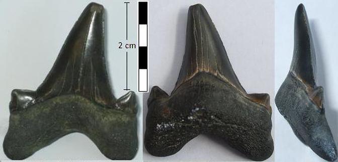 3 views of an Otodus tooth