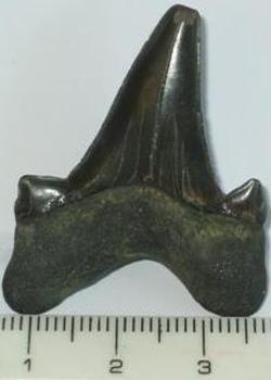 Large shark tooth