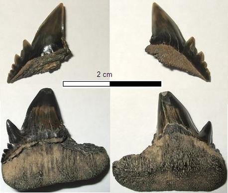 Partial N.loozi teeth from both sides 